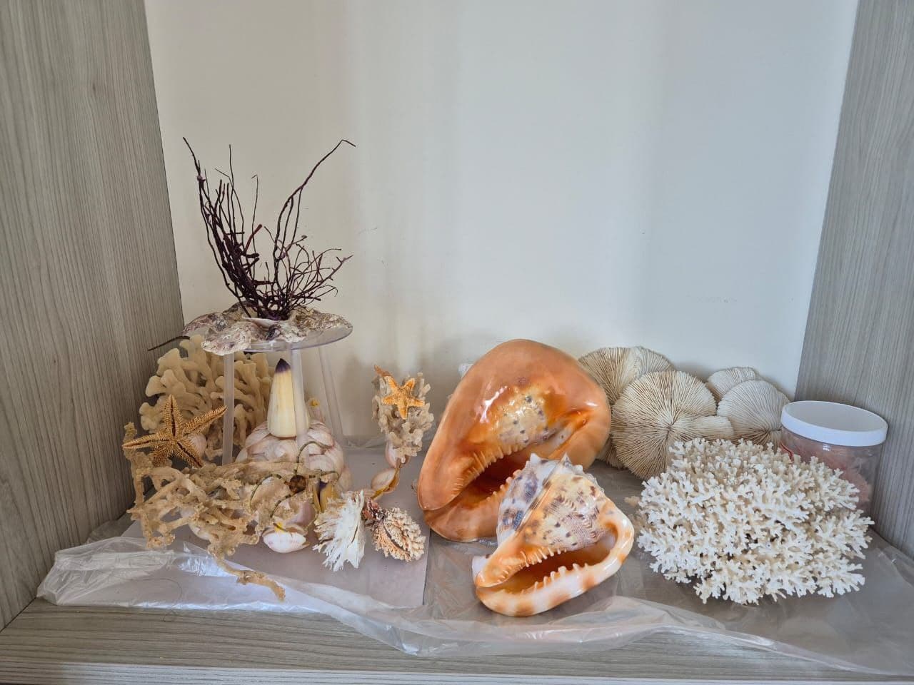 Seashell Arrangement 2